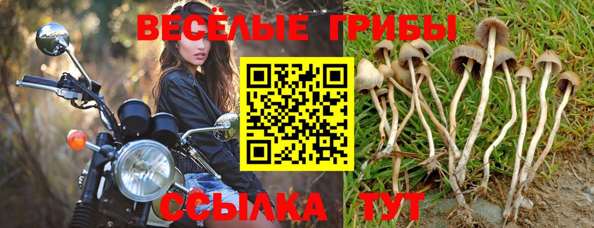 Галлюциногенные грибы Cubensis  Вход с VPN  Галлюциногенные грибы GOLDEN TEACHER  Кудрово 